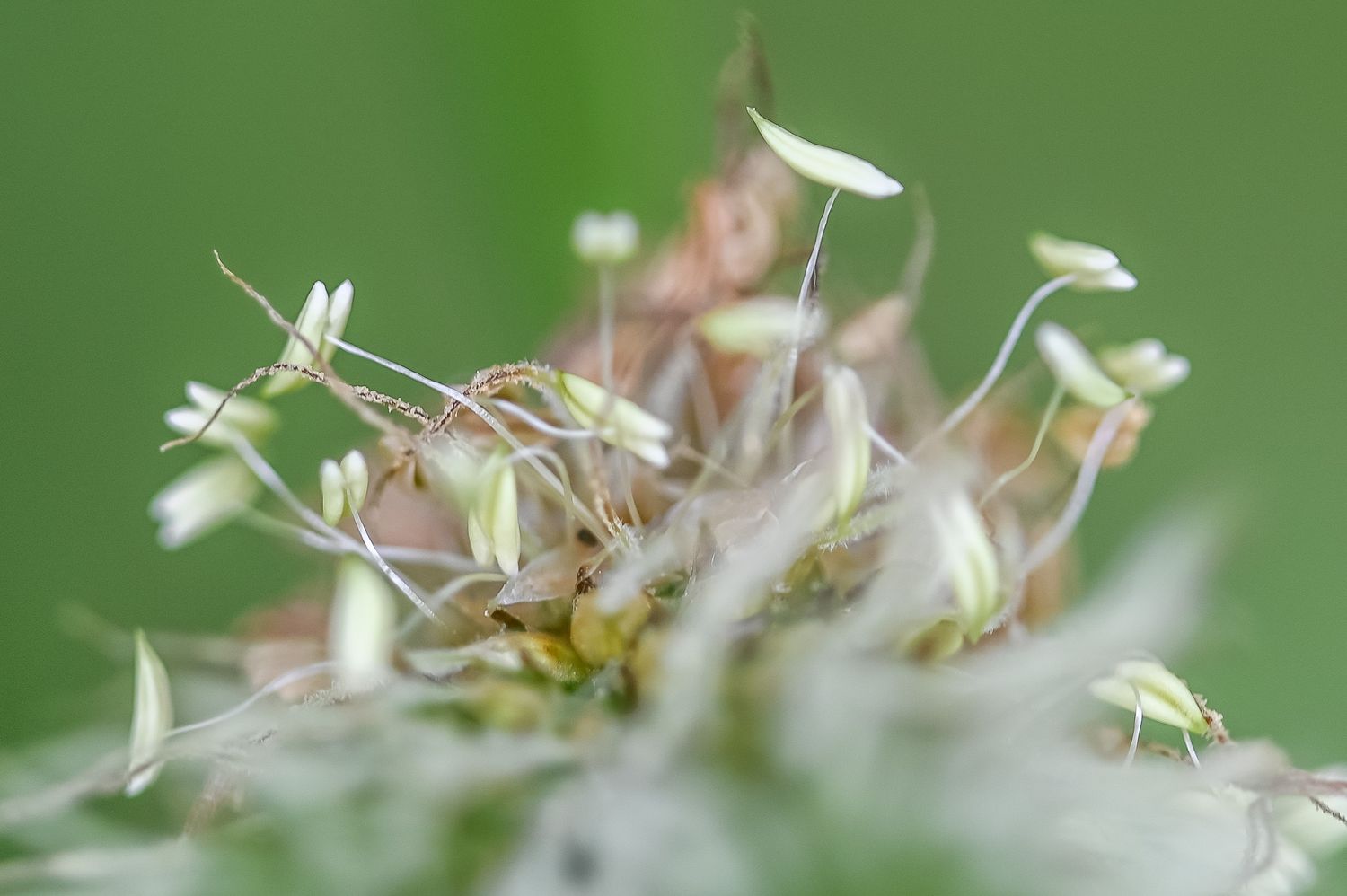 Süstlehine teeleht 5