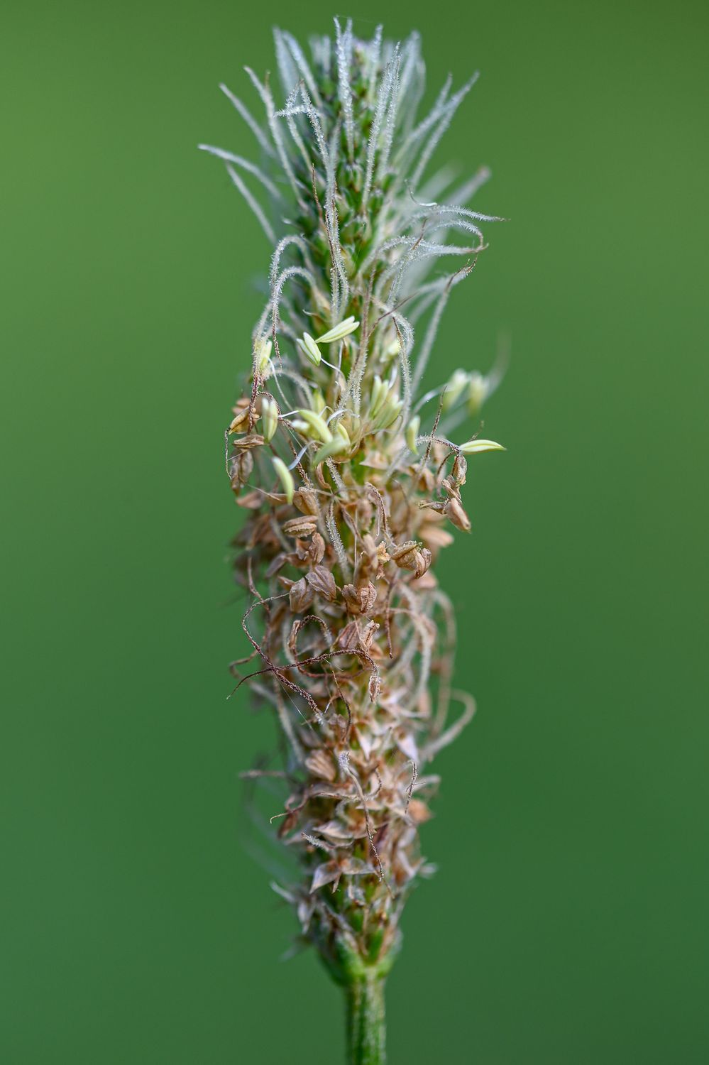 Süstlehine teeleht 6