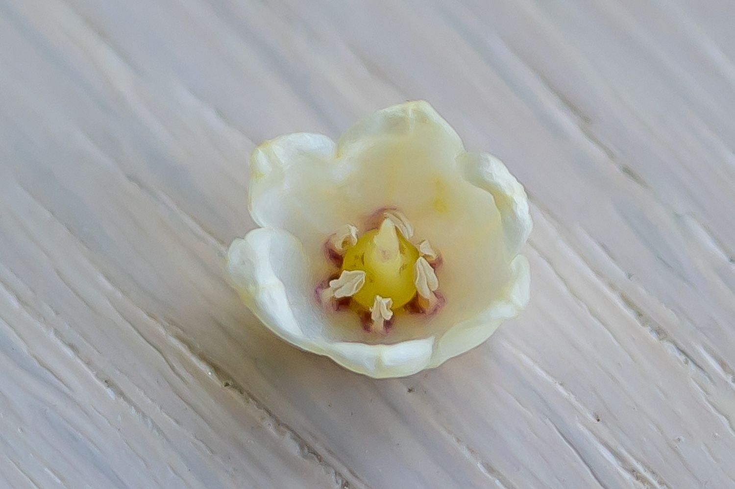 Harilik maikelluke 5