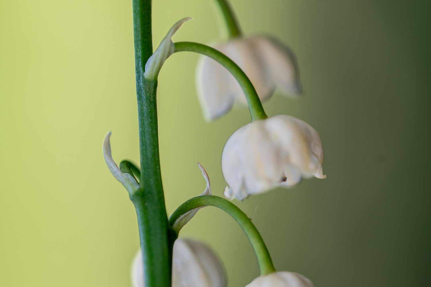 Harilik maikelluke 4