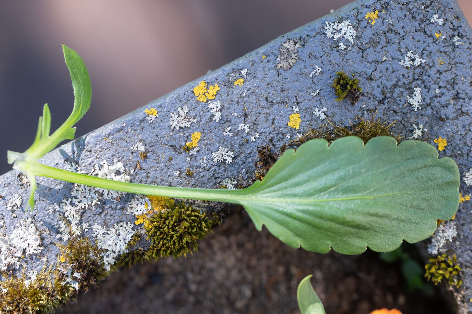 Võõrasema / aedkannike 4