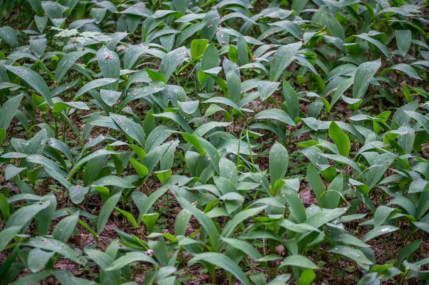 Harilik maikelluke 3