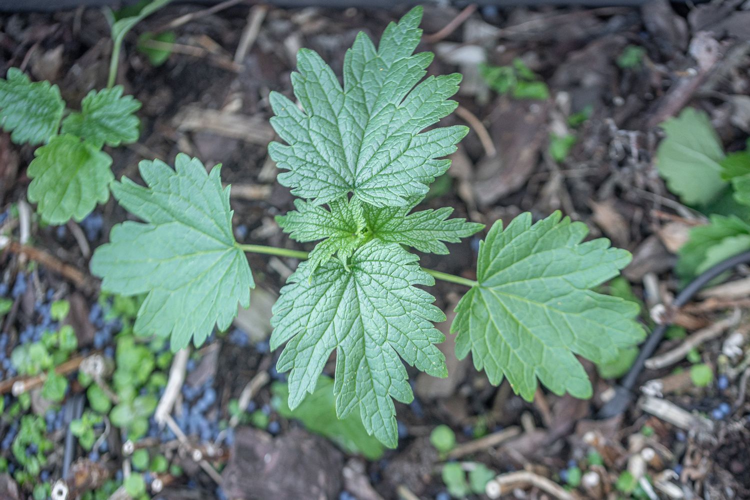 Veiste-südamerohi 3