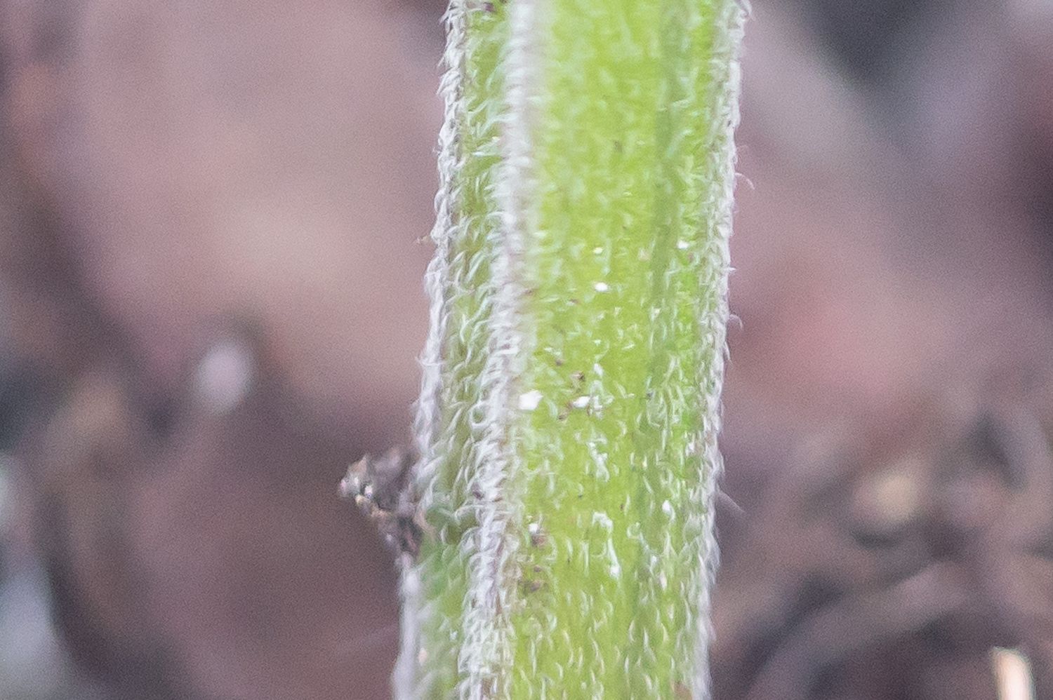 Veiste-südamerohi 4