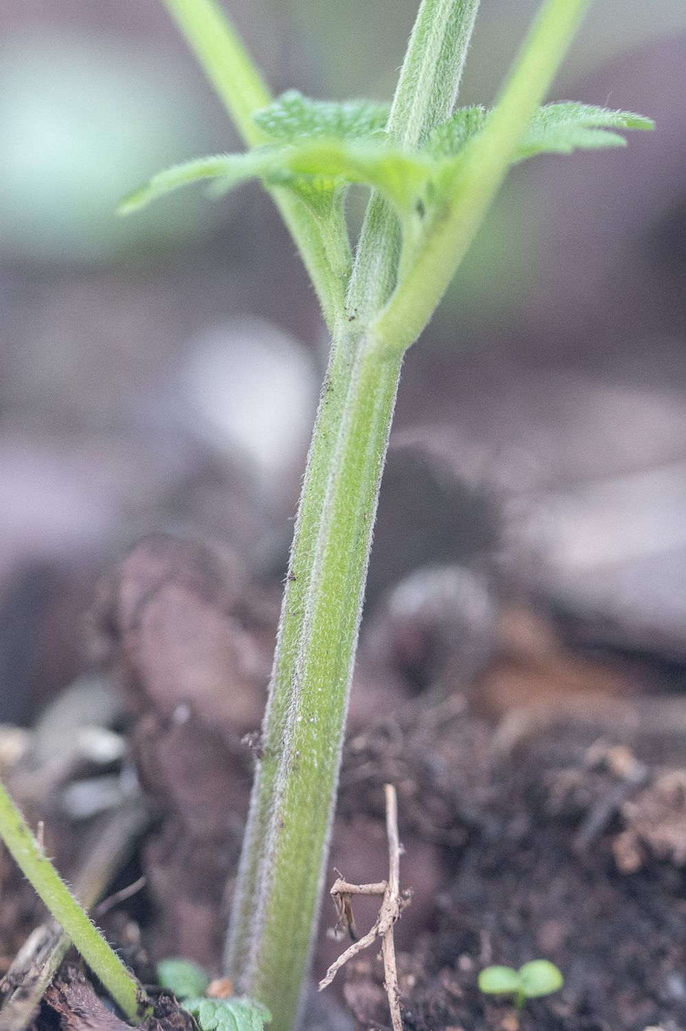 Veiste-südamerohi 5