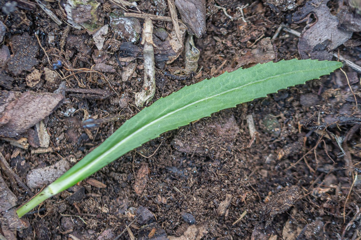 Virgiinia tonditupik 6