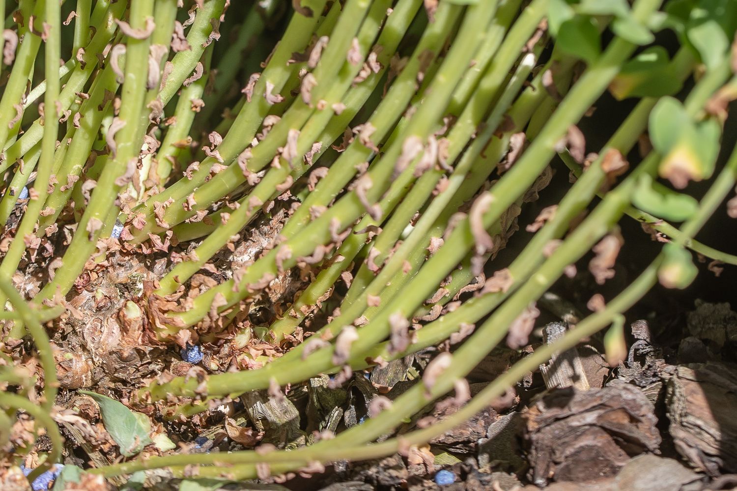 Roosiõhnaline kuldjuur 2