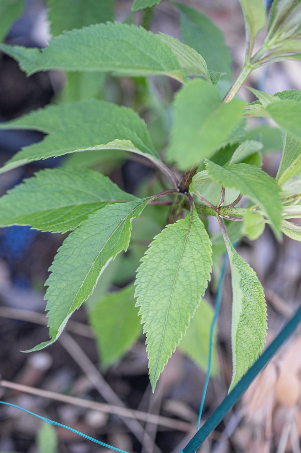 Paraguai suhkruleht 4