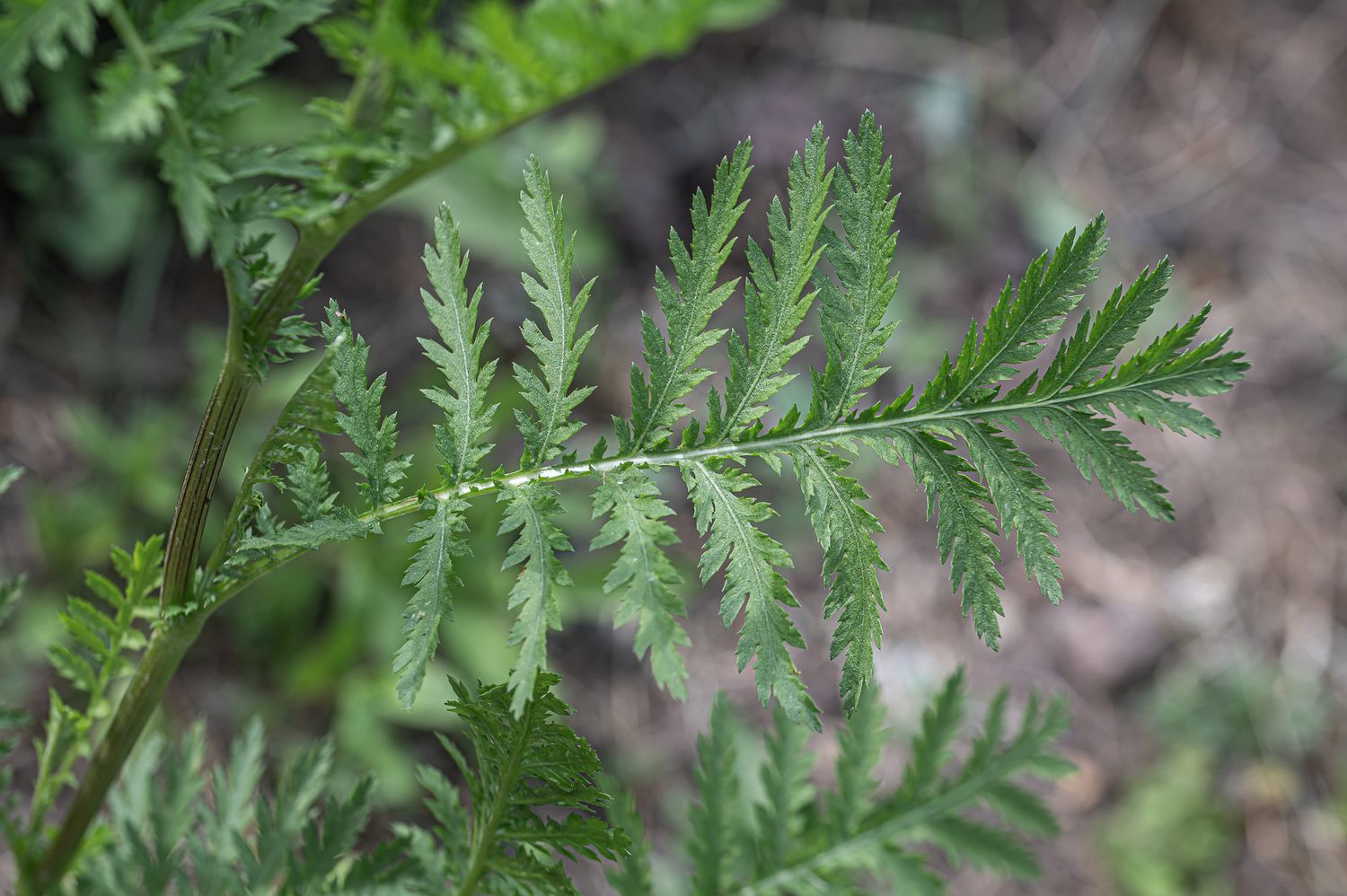 Harilik soolikarohi 6