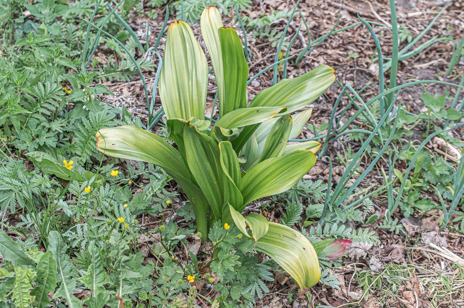 Harilik sügislill 5