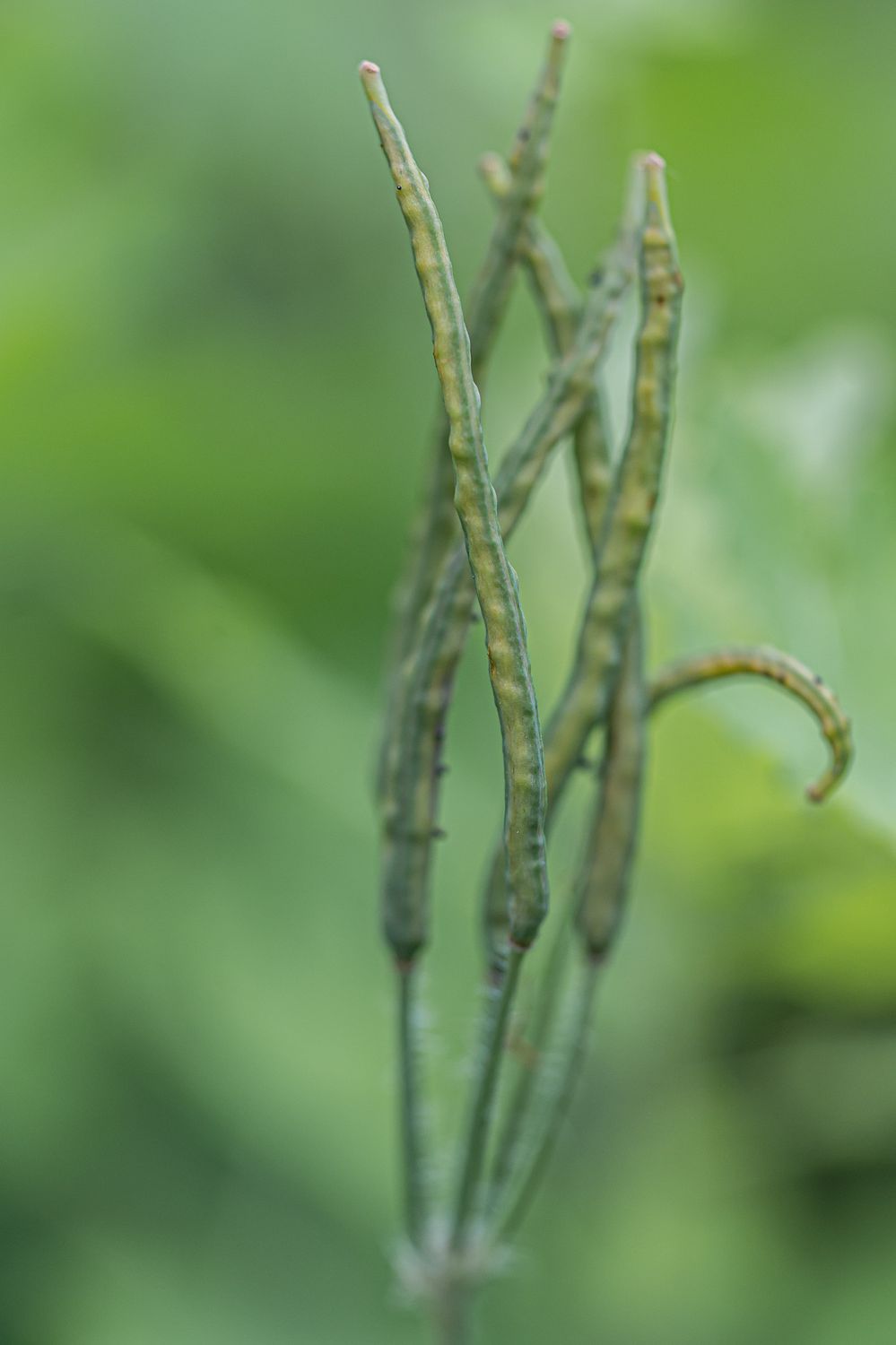 Harilik vereurmarohi 8