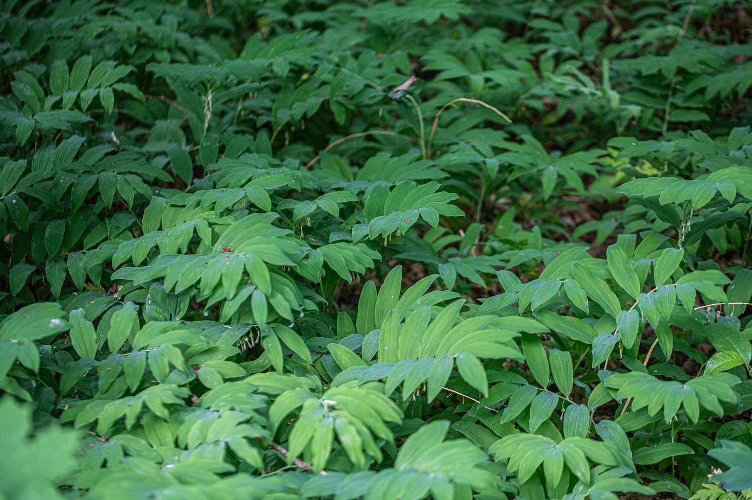 Mitmeõiene kuutõverohi Polygonatum multiflorum (L.) All. 7
