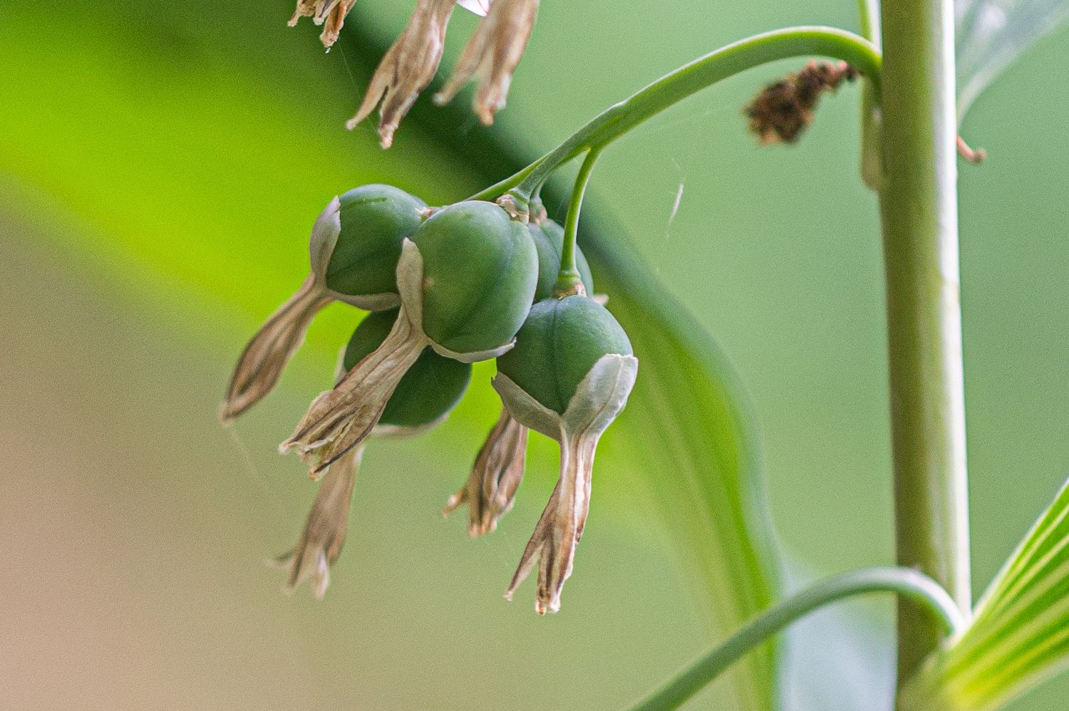 Mitmeõiene kuutõverohi Polygonatum multiflorum (L.) All. 6