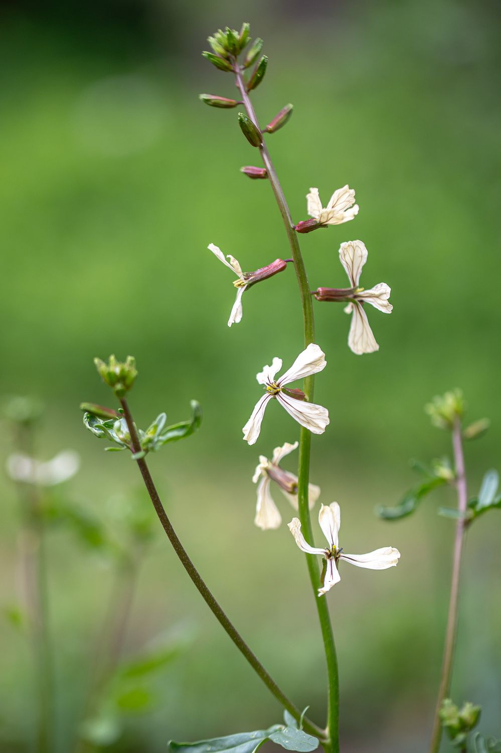 Põld-võõrkapsas 4