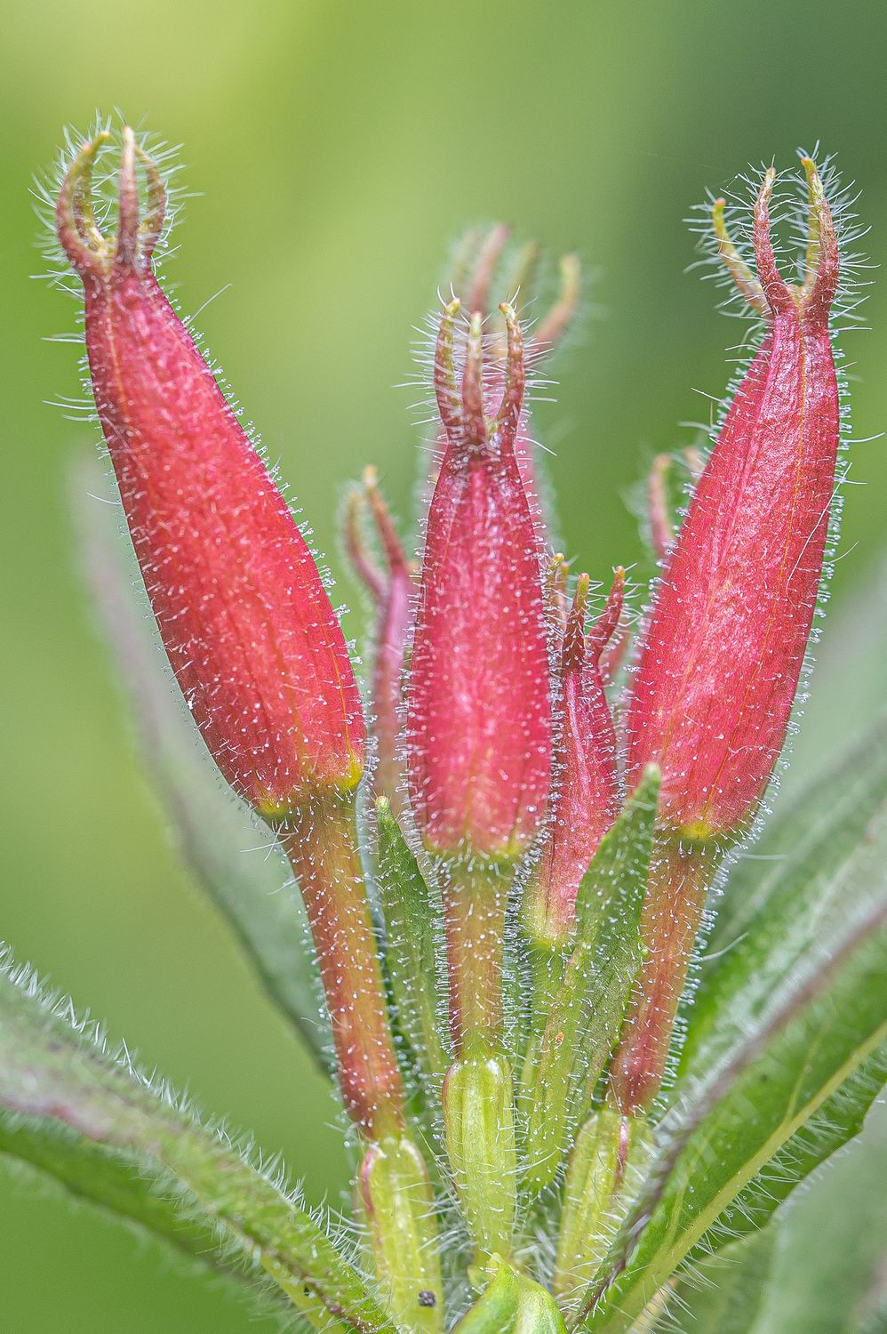 Põõsasjas kuningakepp 10
