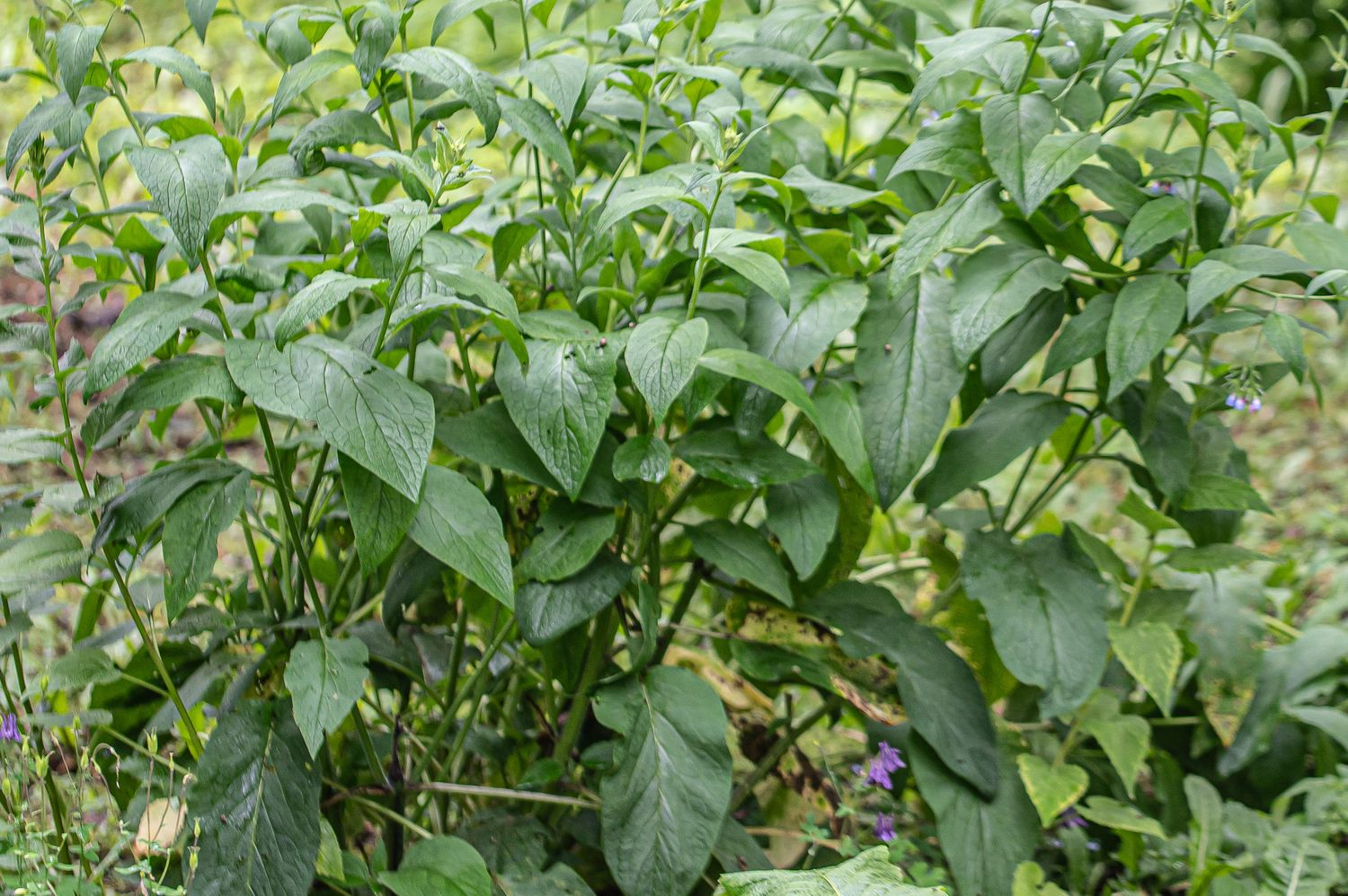 Harilik varemerohi 4