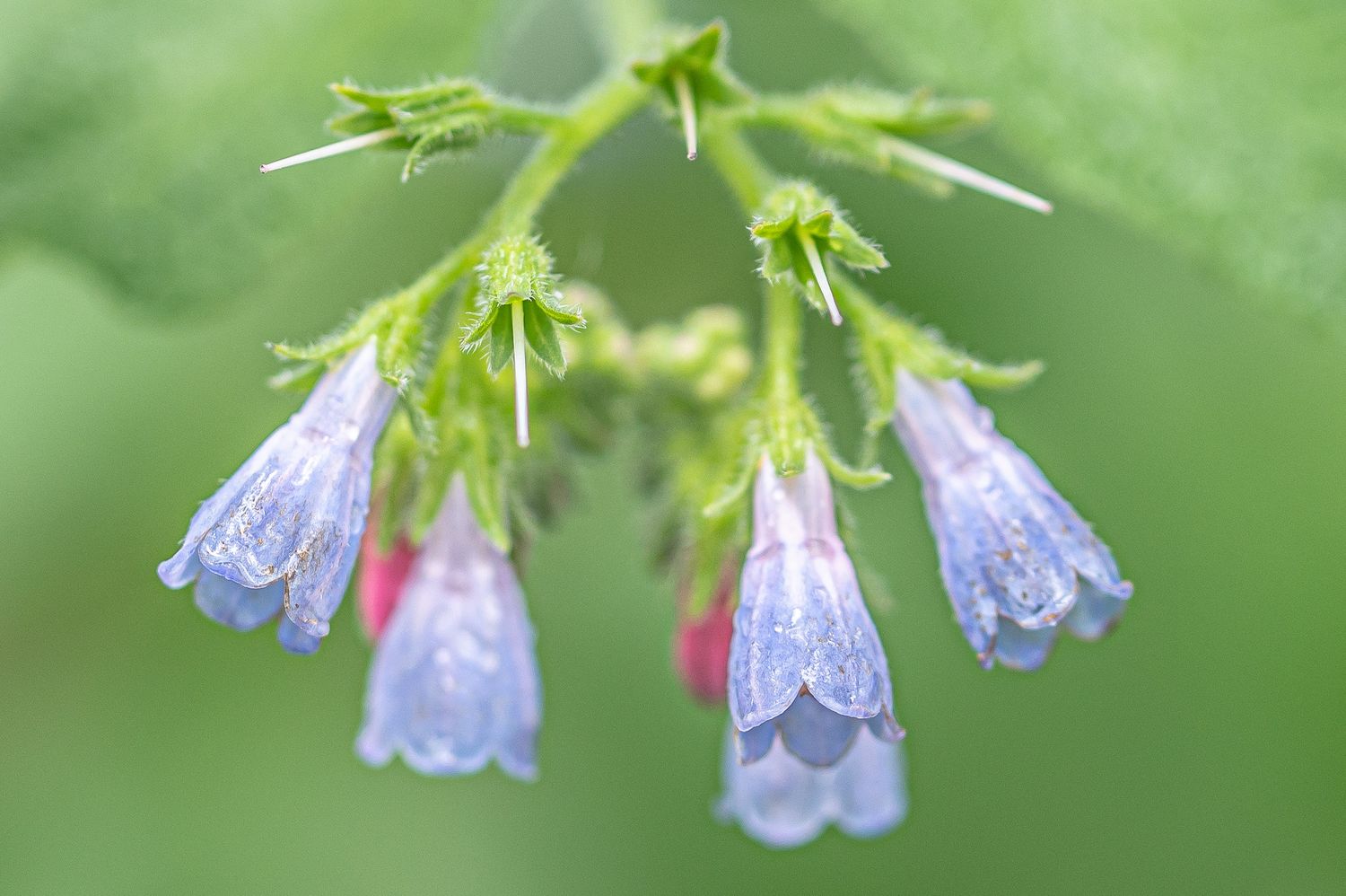 Harilik varemerohi 5