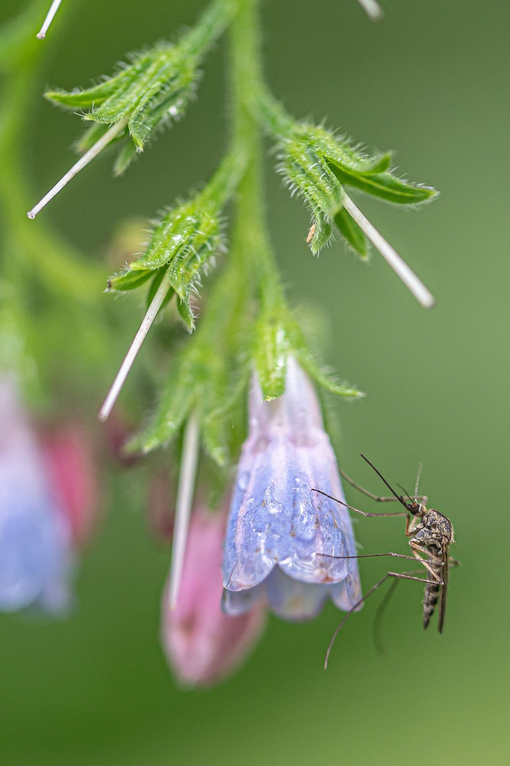 Harilik varemerohi 2
