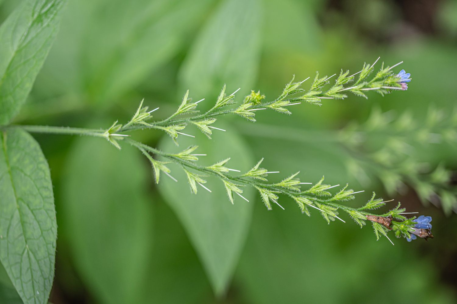 Harilik varemerohi 3