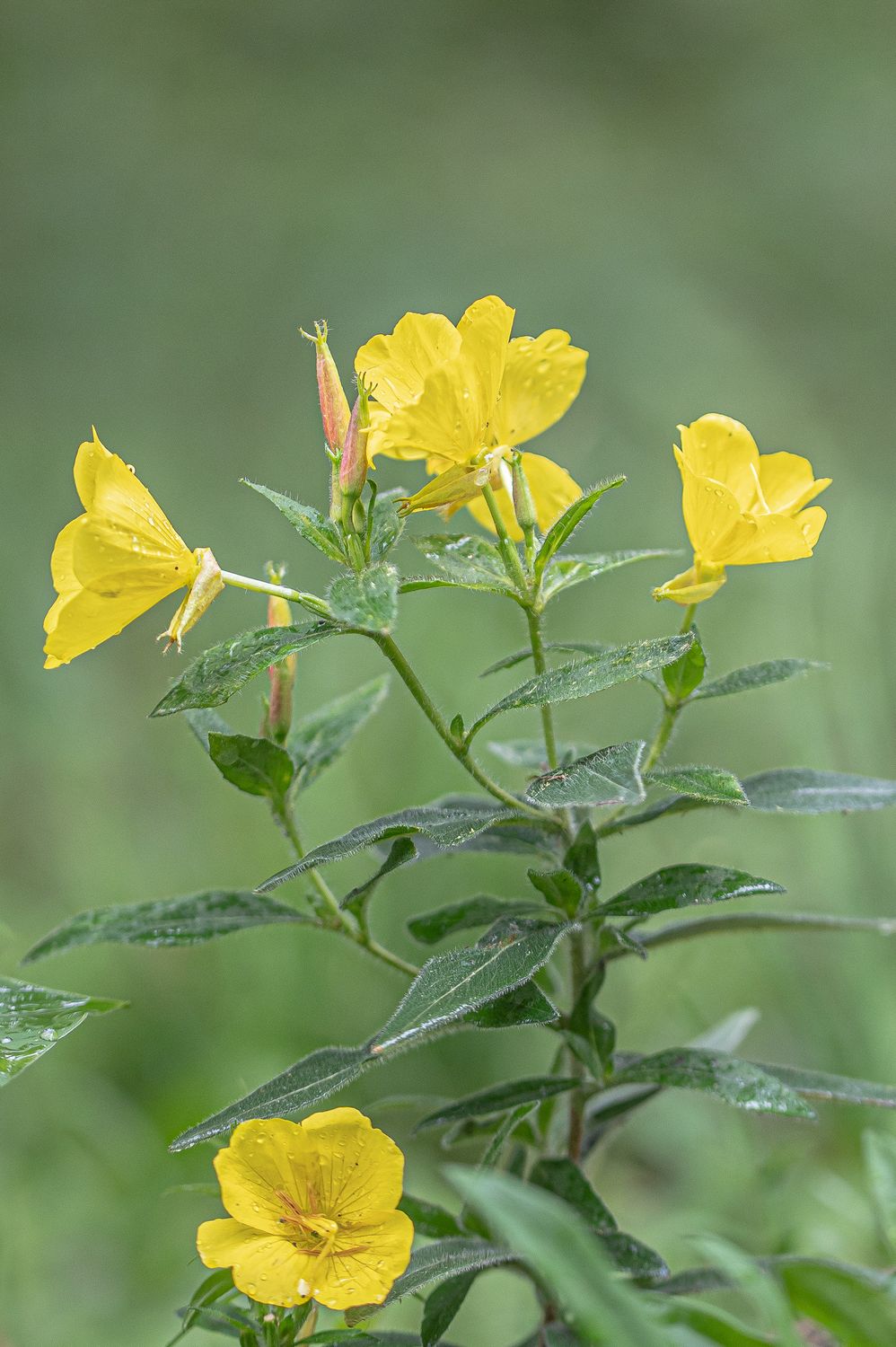 Põõsasjas kuningakepp 5