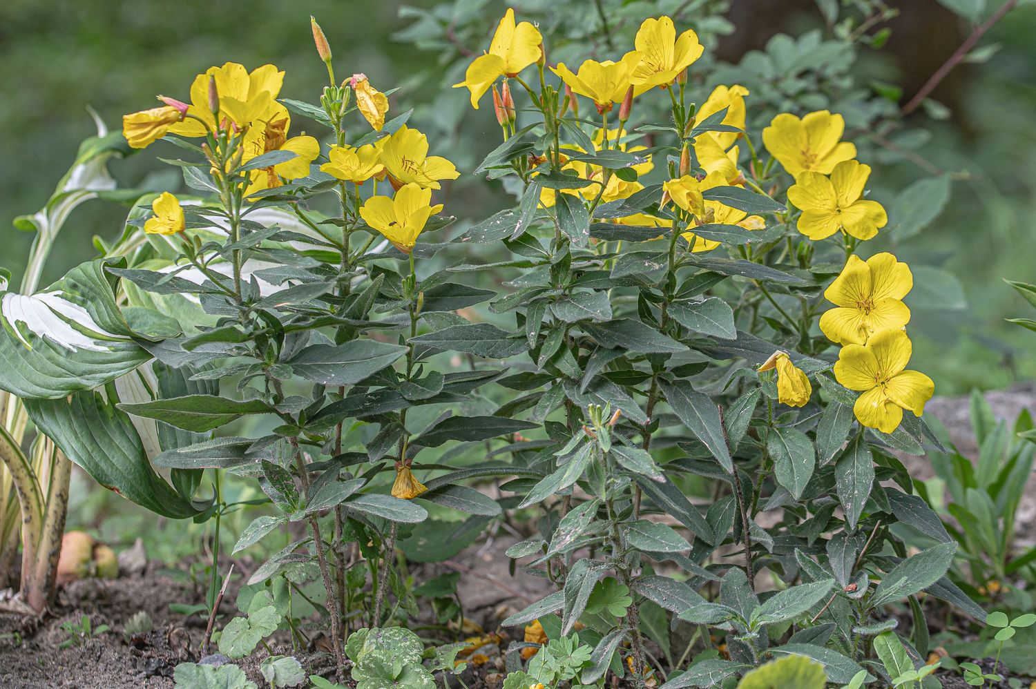 Põõsasjas kuningakepp 6