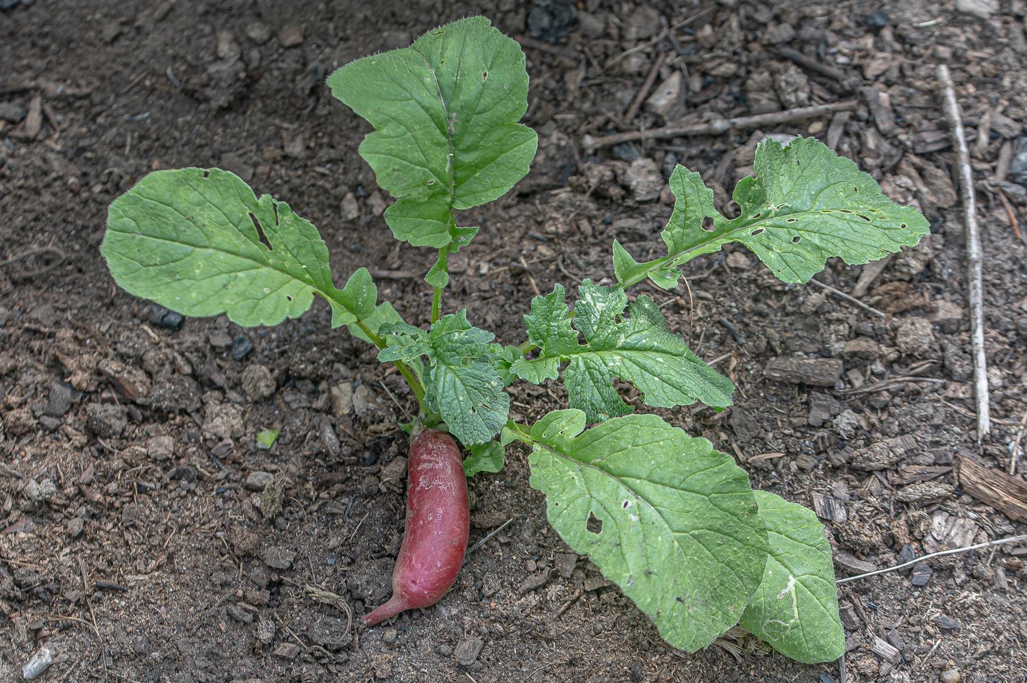 Redis / aedrõigas 7