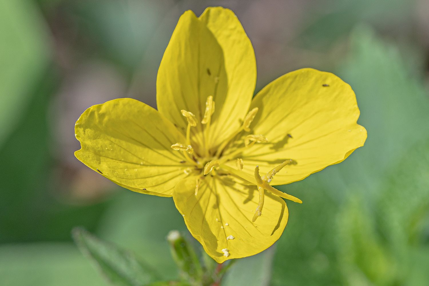 Põõsasjas kuningakepp 2