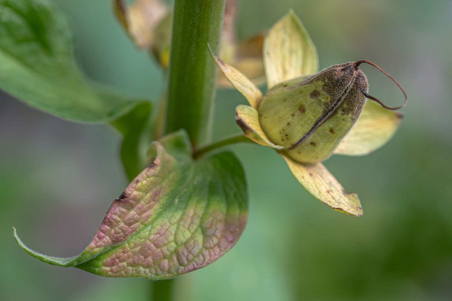 Verev sõrmkübar 10