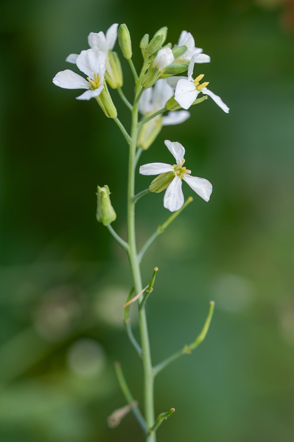 Redis / aedrõigas 2