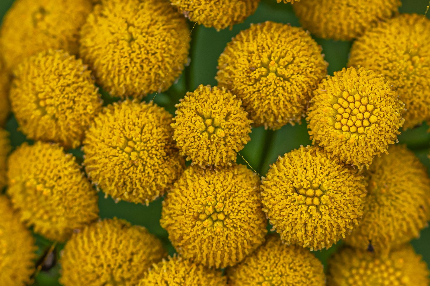 Harilik soolikarohi 2