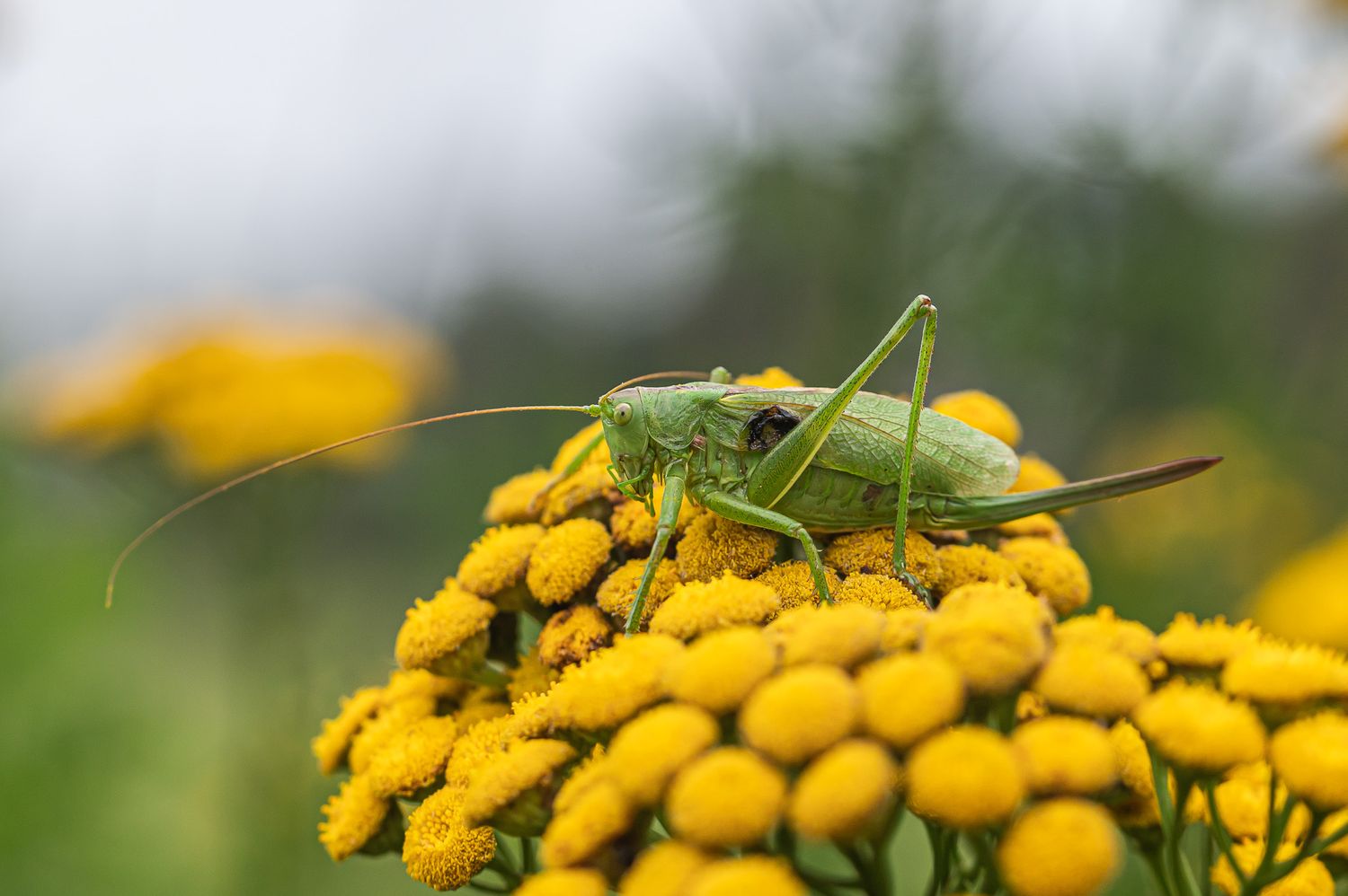 Harilik soolikarohi 3