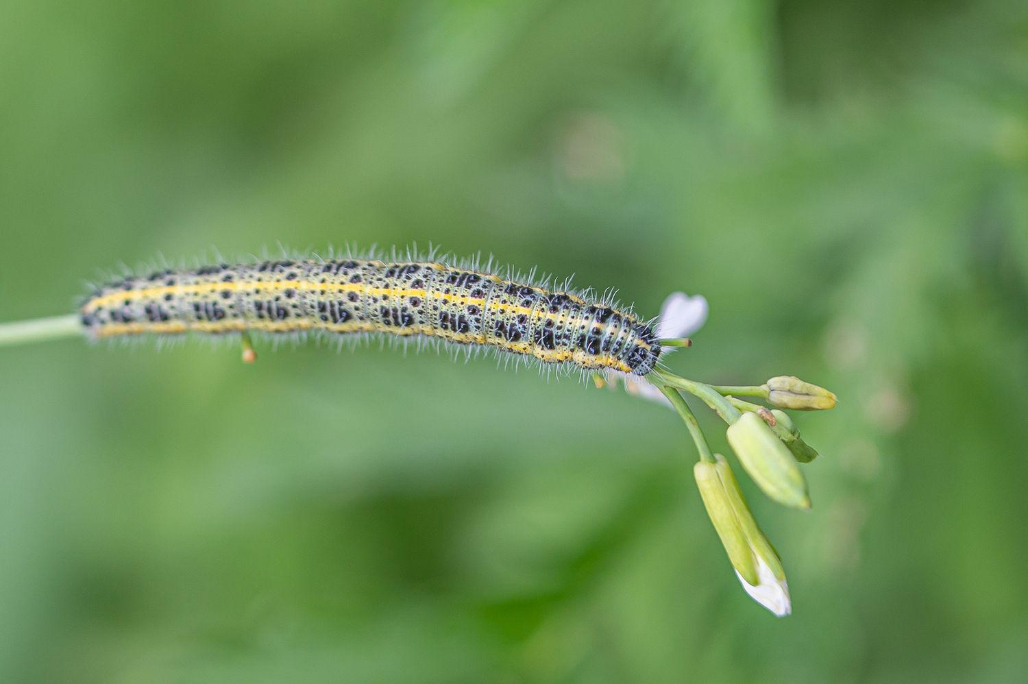 Redis / aedrõigas 6