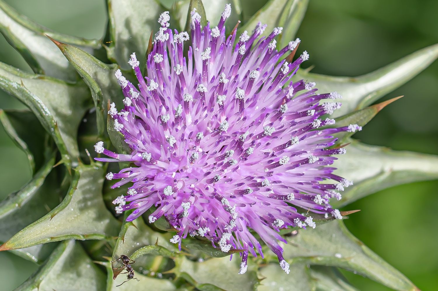 Harilik maarjaohakas 6