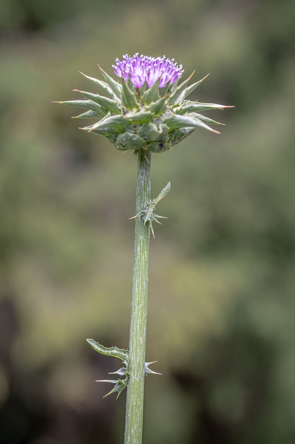 Harilik maarjaohakas 7