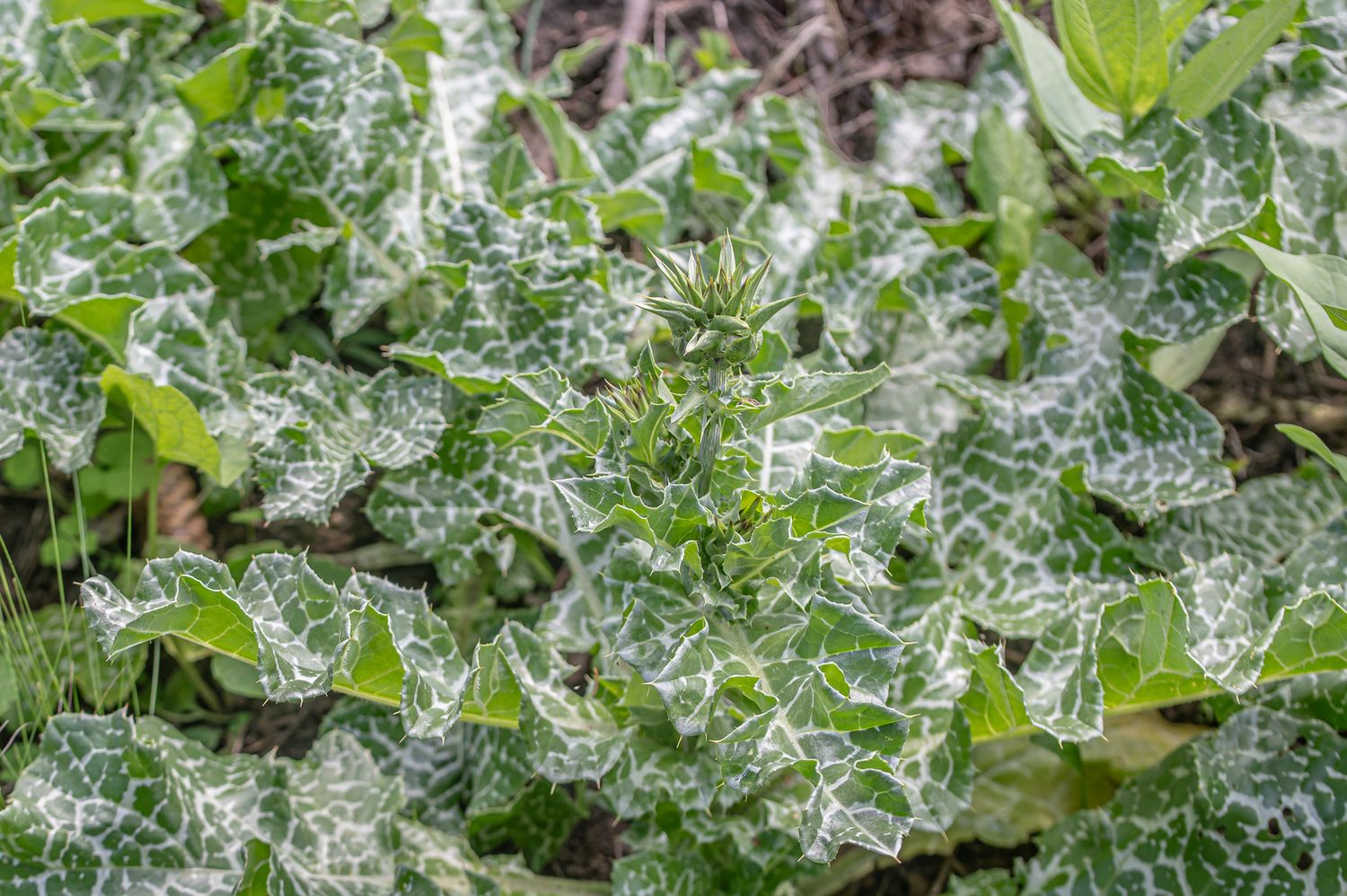 Harilik maarjaohakas 2