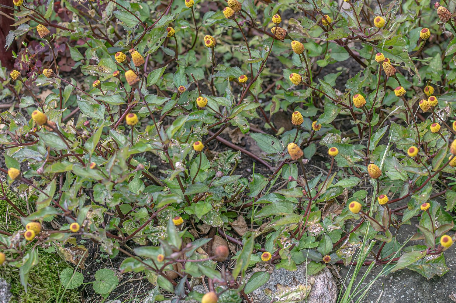 Harilik nööpkakar 2