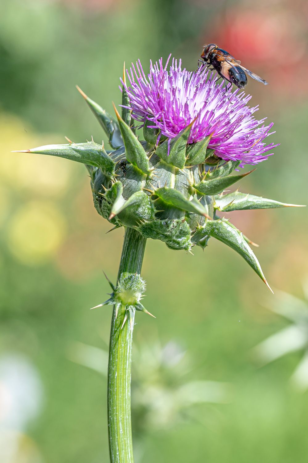 Harilik maarjaohakas 8