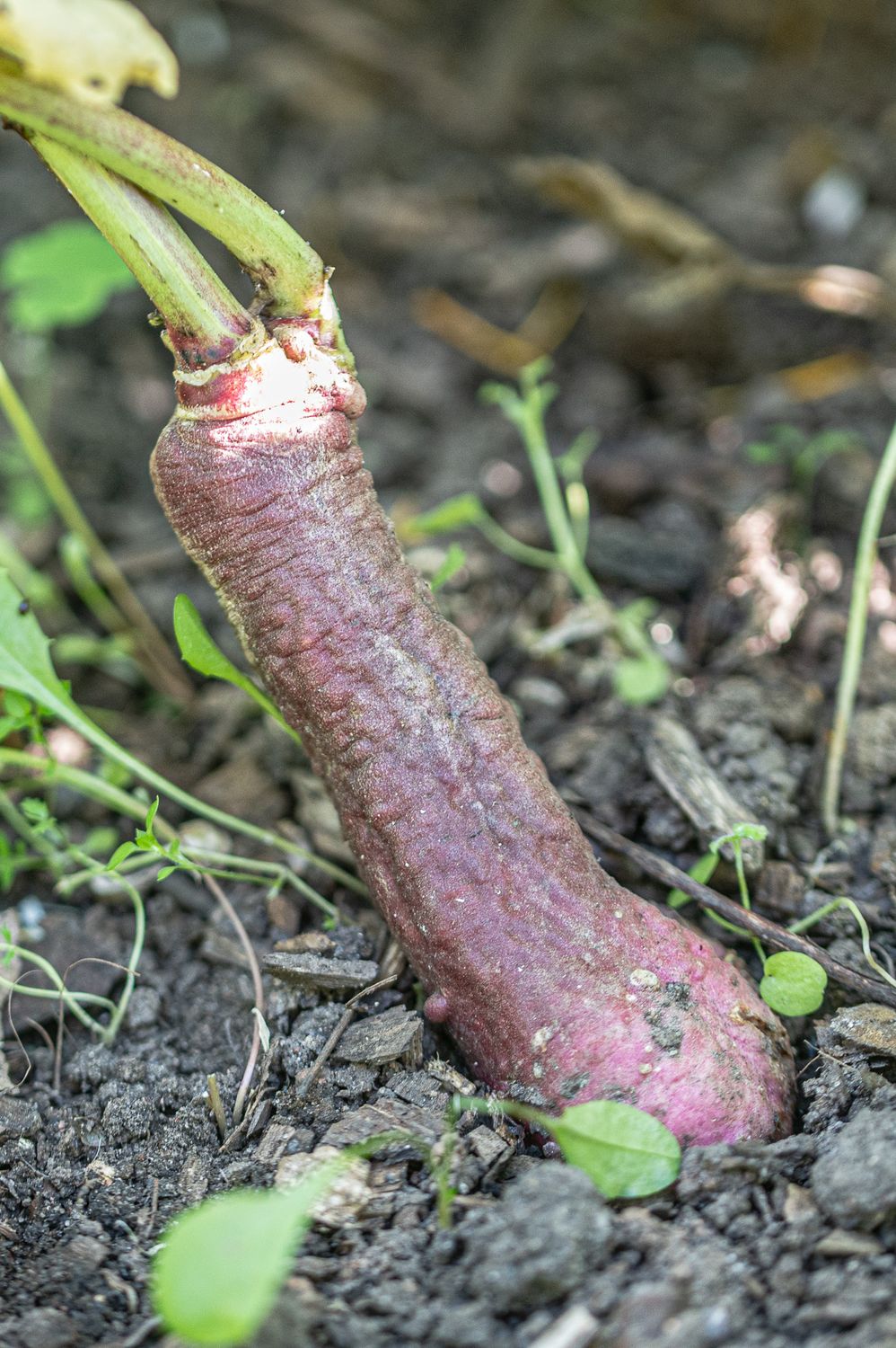 Redis / aedrõigas 4