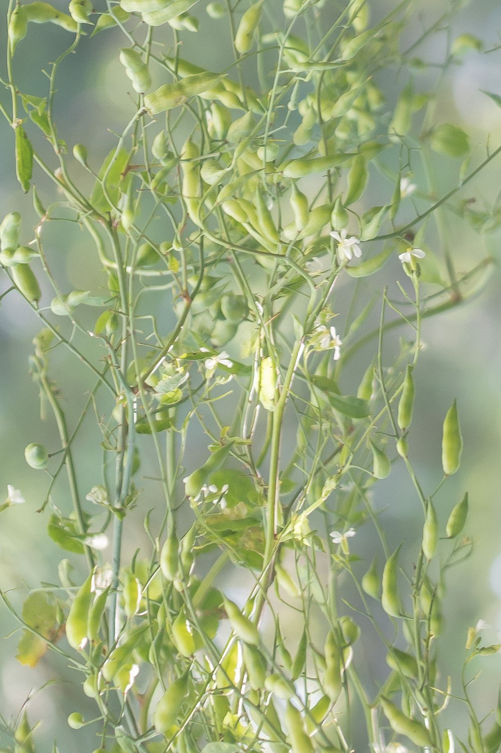 Redis / aedrõigas 5