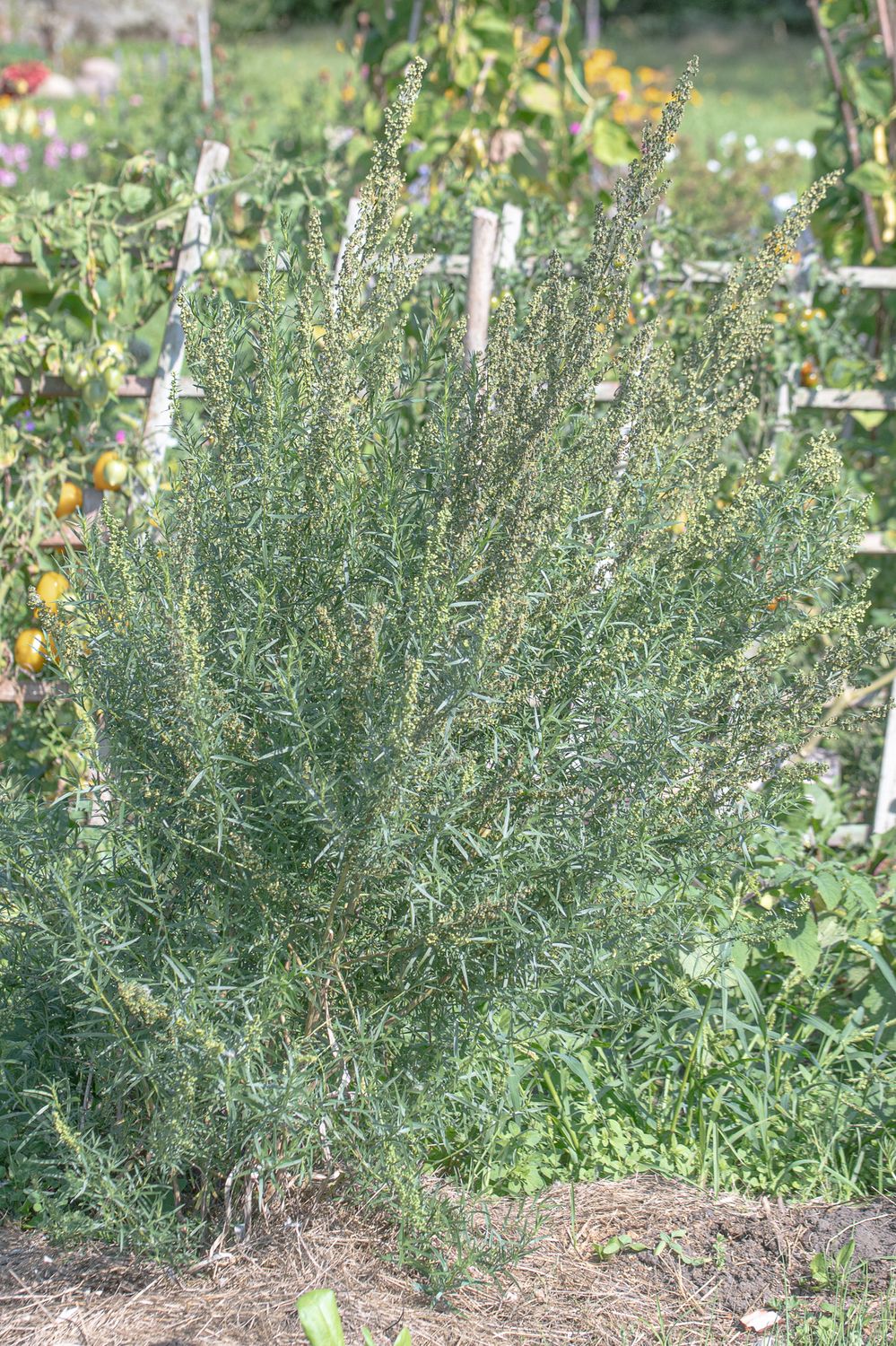 Estragon, estragonpuju 4