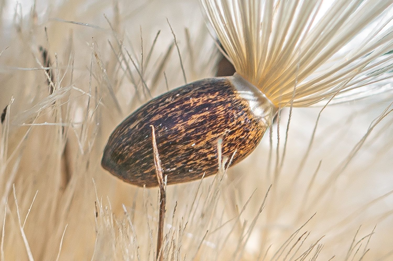 Harilik maarjaohakas 10