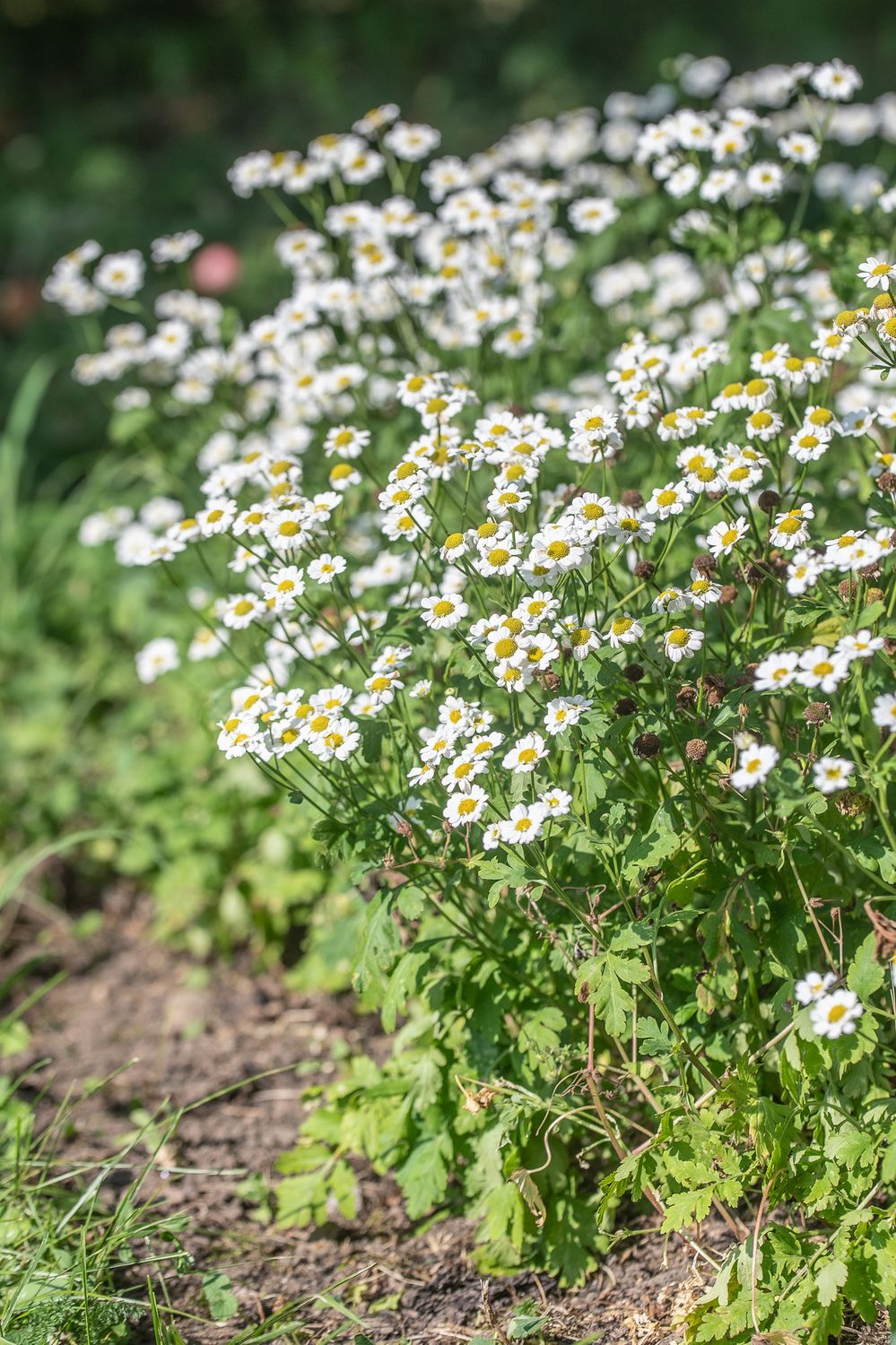 Lõhnav neitsikummel 3