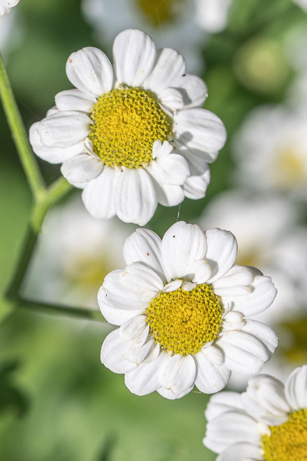 Lõhnav neitsikummel 4