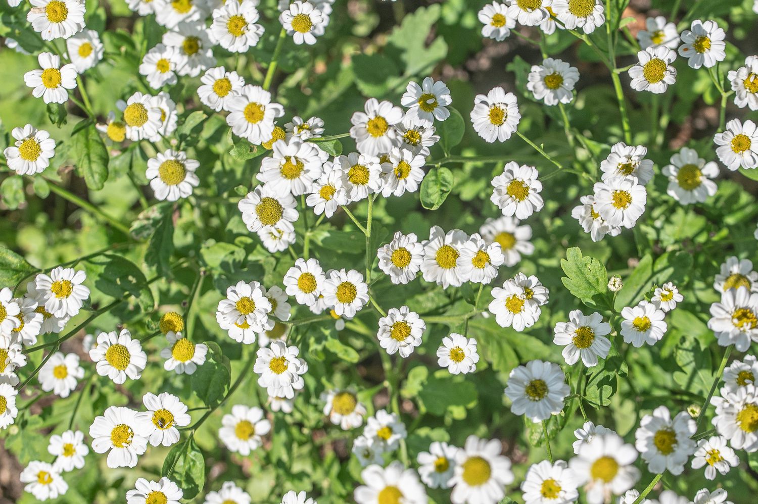 Lõhnav neitsikummel 5