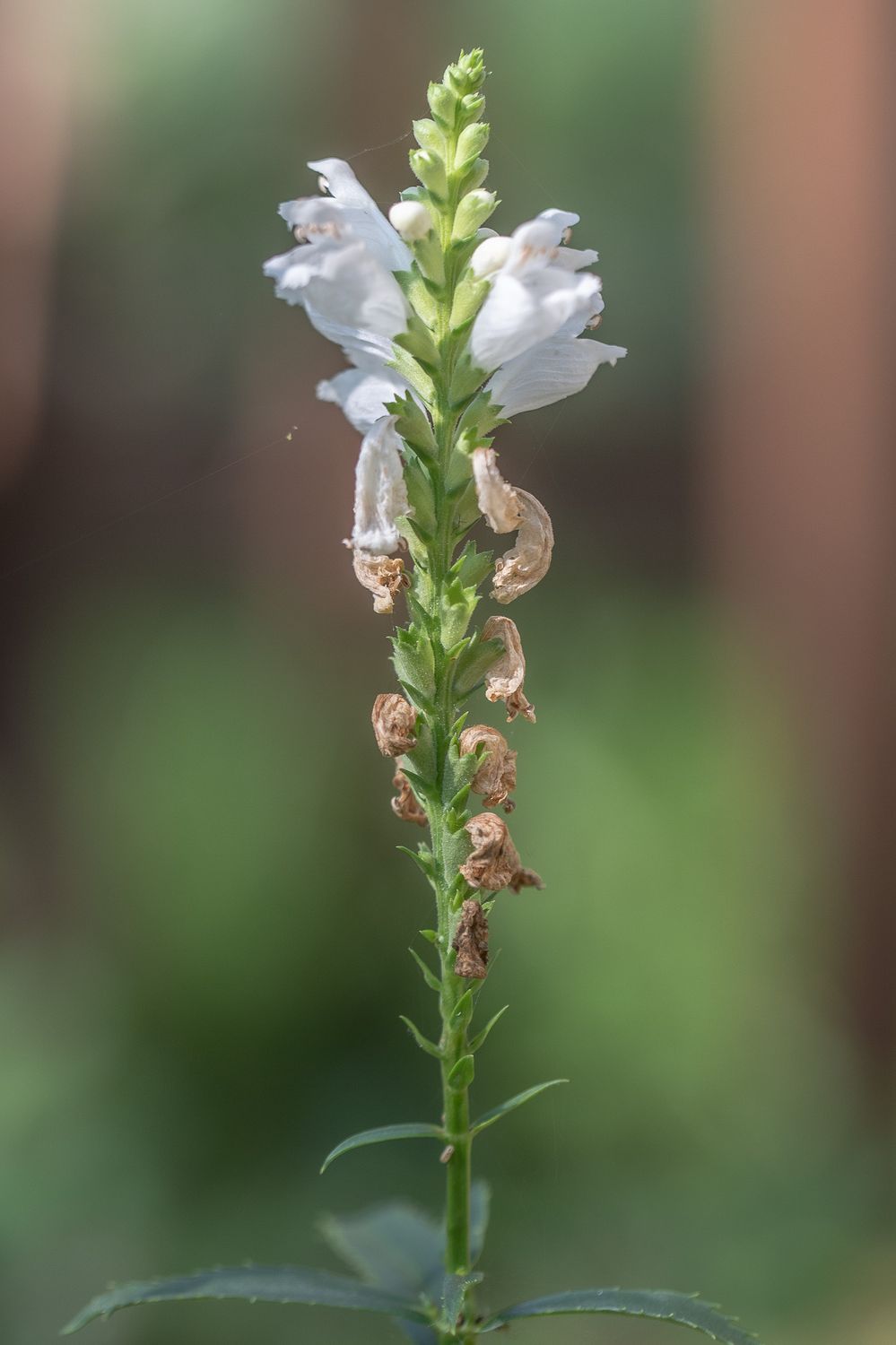 Virgiinia tonditupik 1