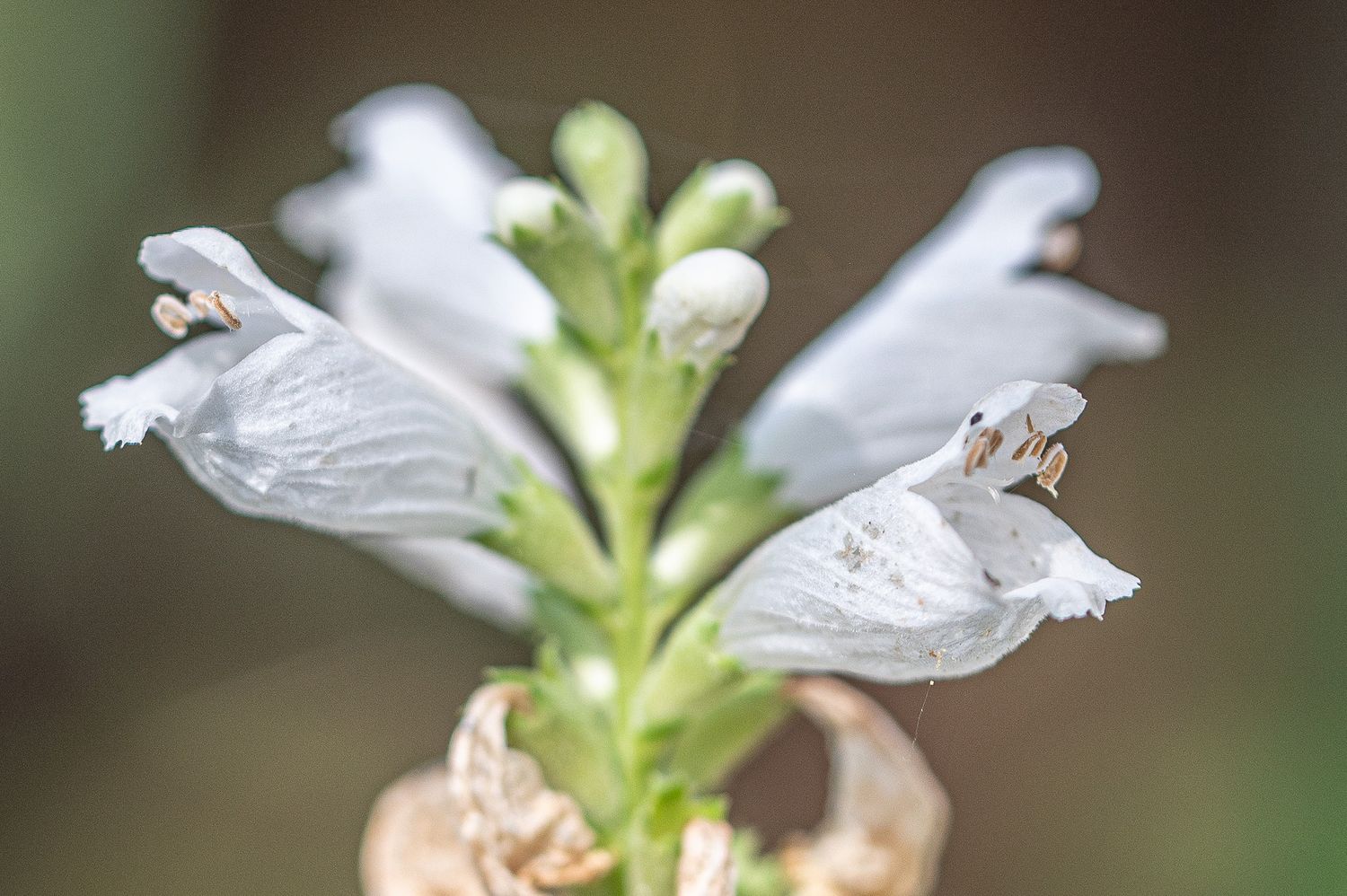 Virgiinia tonditupik 2