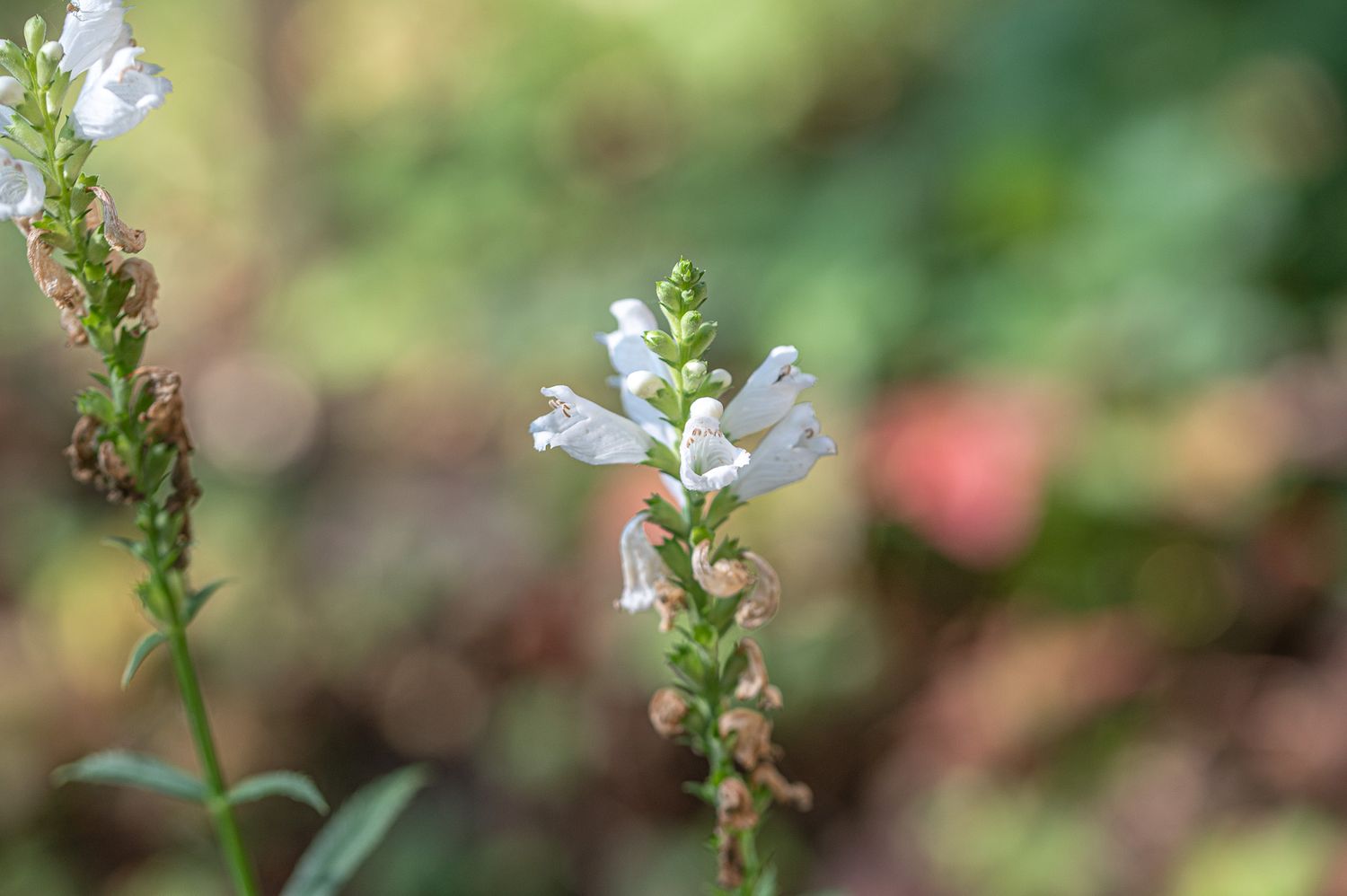 Virgiinia tonditupik 3