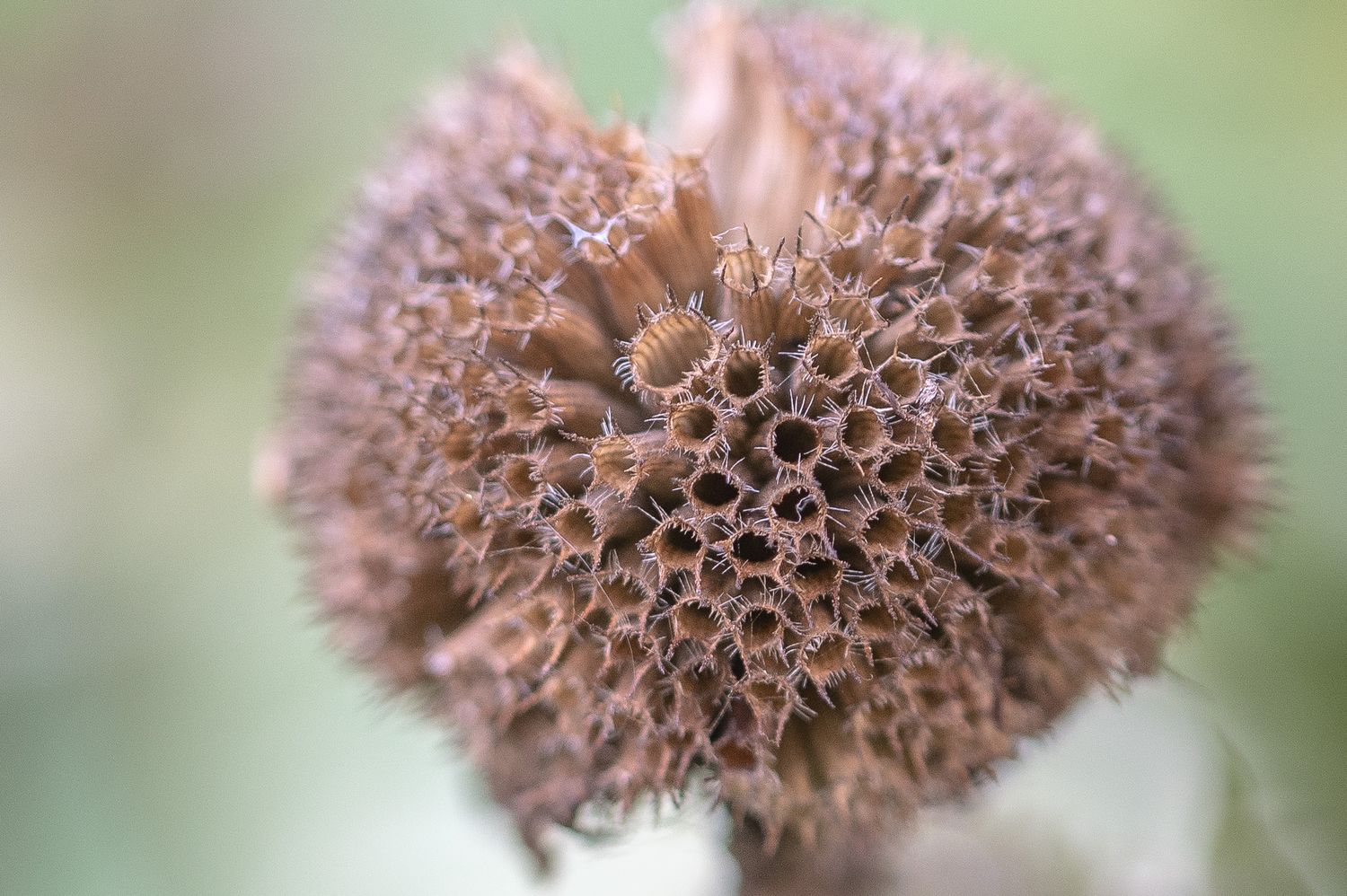 Sidrunmonarda 1
