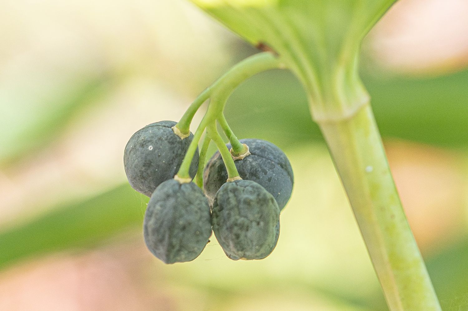 Mitmeõiene kuutõverohi Polygonatum multiflorum (L.) All. 1