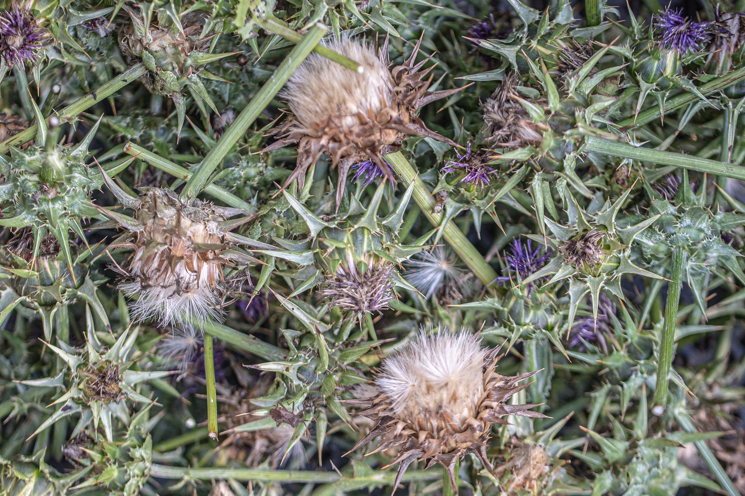 Harilik maarjaohakas 9